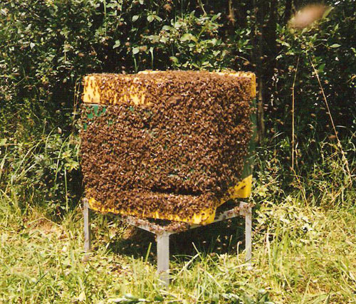 Bienenstock im August 2004